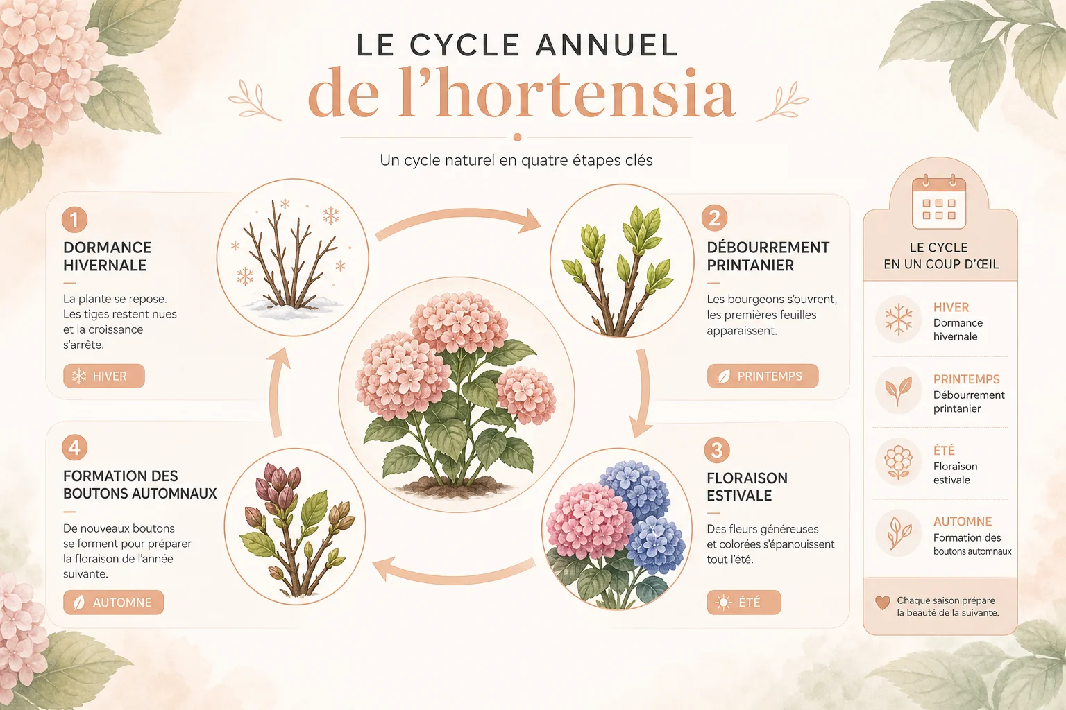 Le cycle annuel de la floraison des hortensias Cycle de floraison des hortensias illustré par saison