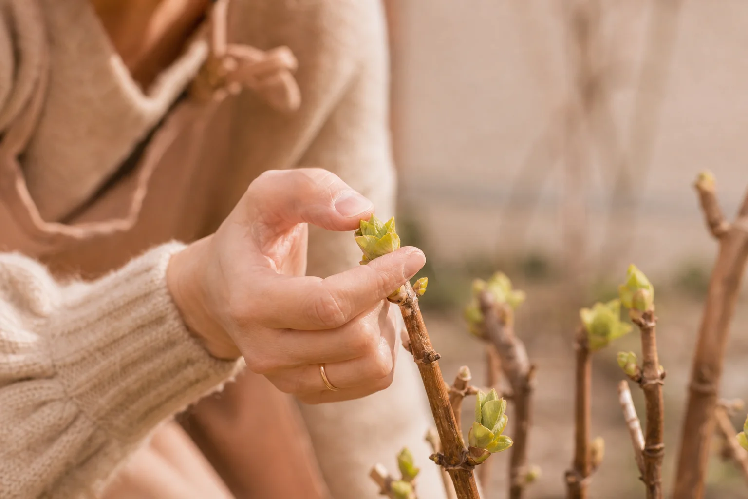 Le geste du pincement qui relance la floraison Pincement des pousses pour relancer la floraison des hortensias
