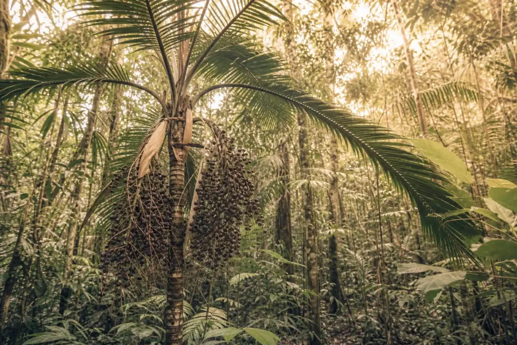 Palmier açaï dans la forêt amazonienne avec grappes de baie d'acai