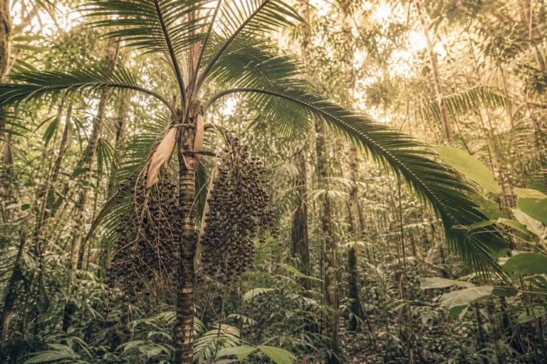 Palmier açaï dans la forêt amazonienne avec grappes de baie d'acai